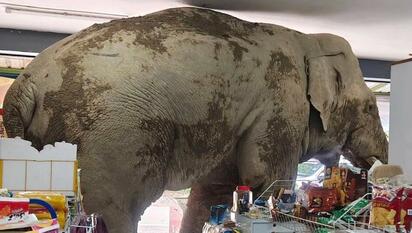 ¡Hambriento y decidido! Elefante saquea tienda en Tailandia sin dañar a nadie