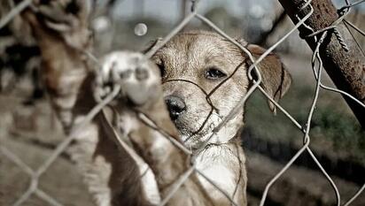 Durango registra 12 mil reportes de maltrato animal al año