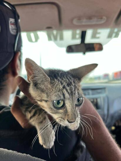 Gatito atrapado en puente Bicentenario de Castaños es rescatado por bomberos
