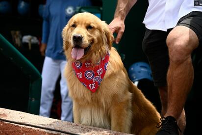 Bruce, el Golden Retriever que debutó como recoge bates en la MLB