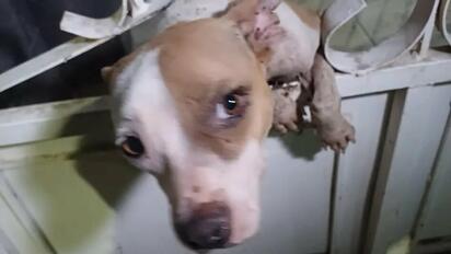 Denuncian caso de perrita abandonada en cochera de Torreón