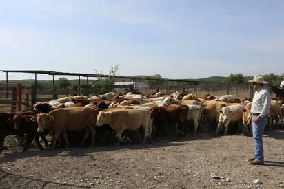 Cañon de lobo: Parálisis de exportación ganadera en Múzquiz por mosca barrenadora genera pérdidas millonarias y urgencia de soluciones binacionales