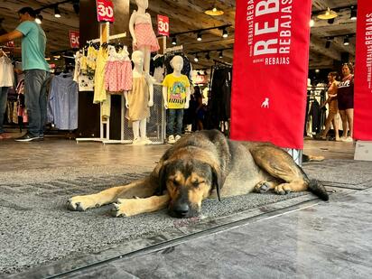 Tiendas del Centro de Monclova abren sus puertas a perros callejeros ante el calor extremo