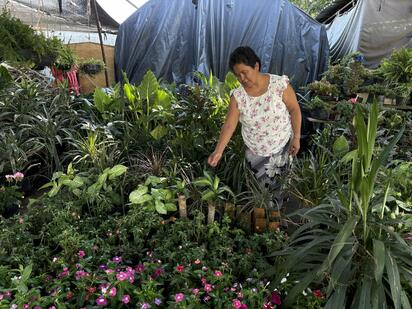 Calor asfixiante en casas puede abatirse con plantas y árboles