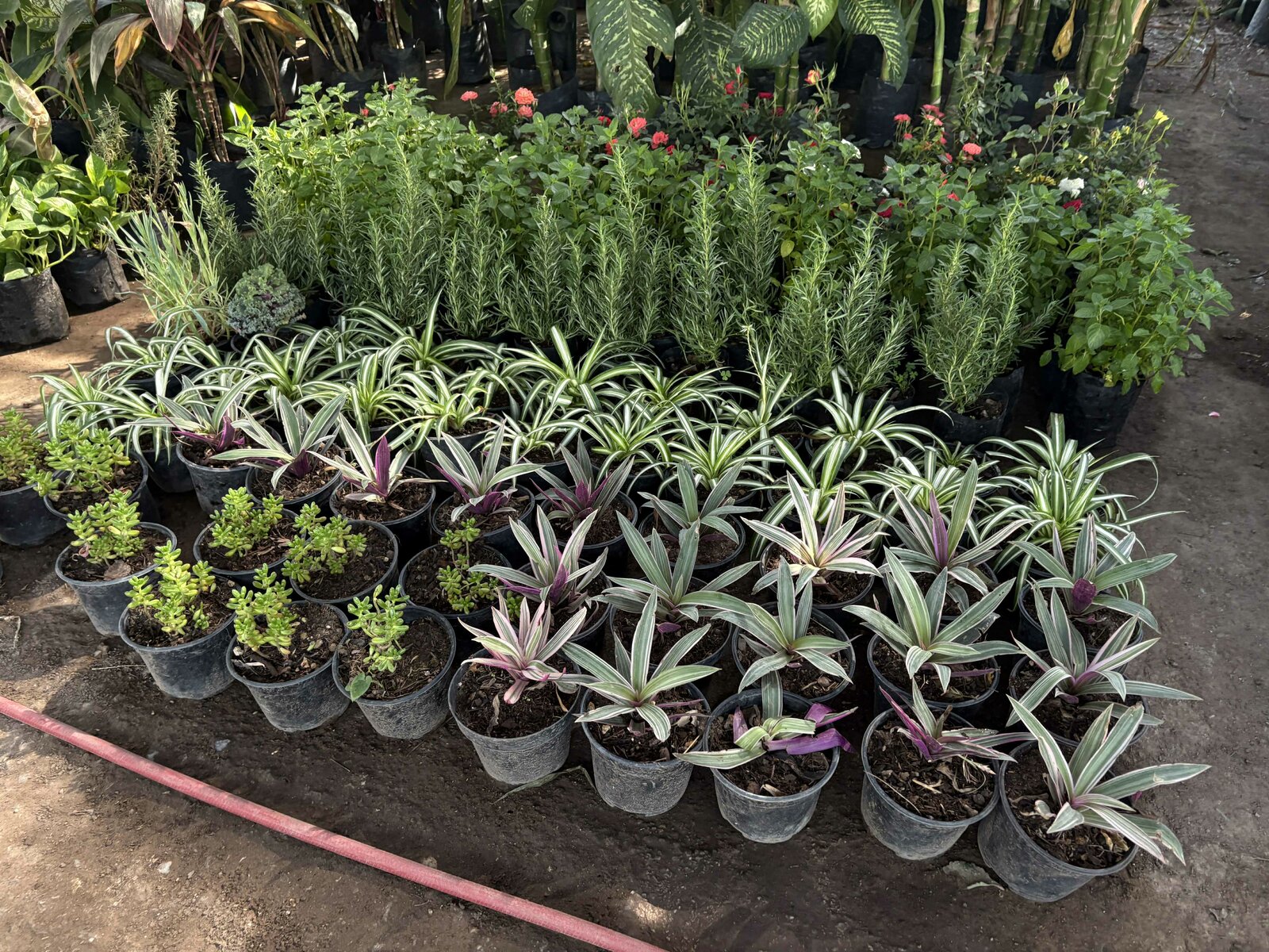 Plantas 
