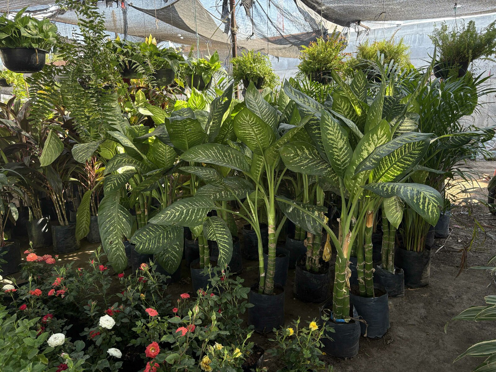 Plantas 
