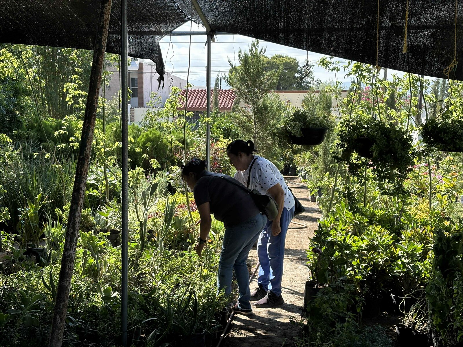 Plantas 