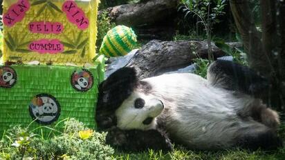 Xin Xin celebra 35 años en el Zoológico de Chapultepec