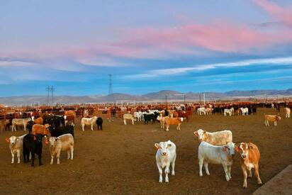 Exportación de ganado se reanuda el 18 de agosto por Acuña–Del Río