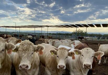 Ganaderos preparan exportación de becerros para septiembre