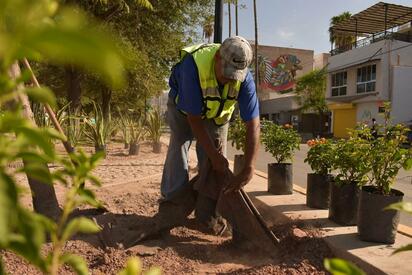 Iniciarán traslado de árboles por obras en Independencia