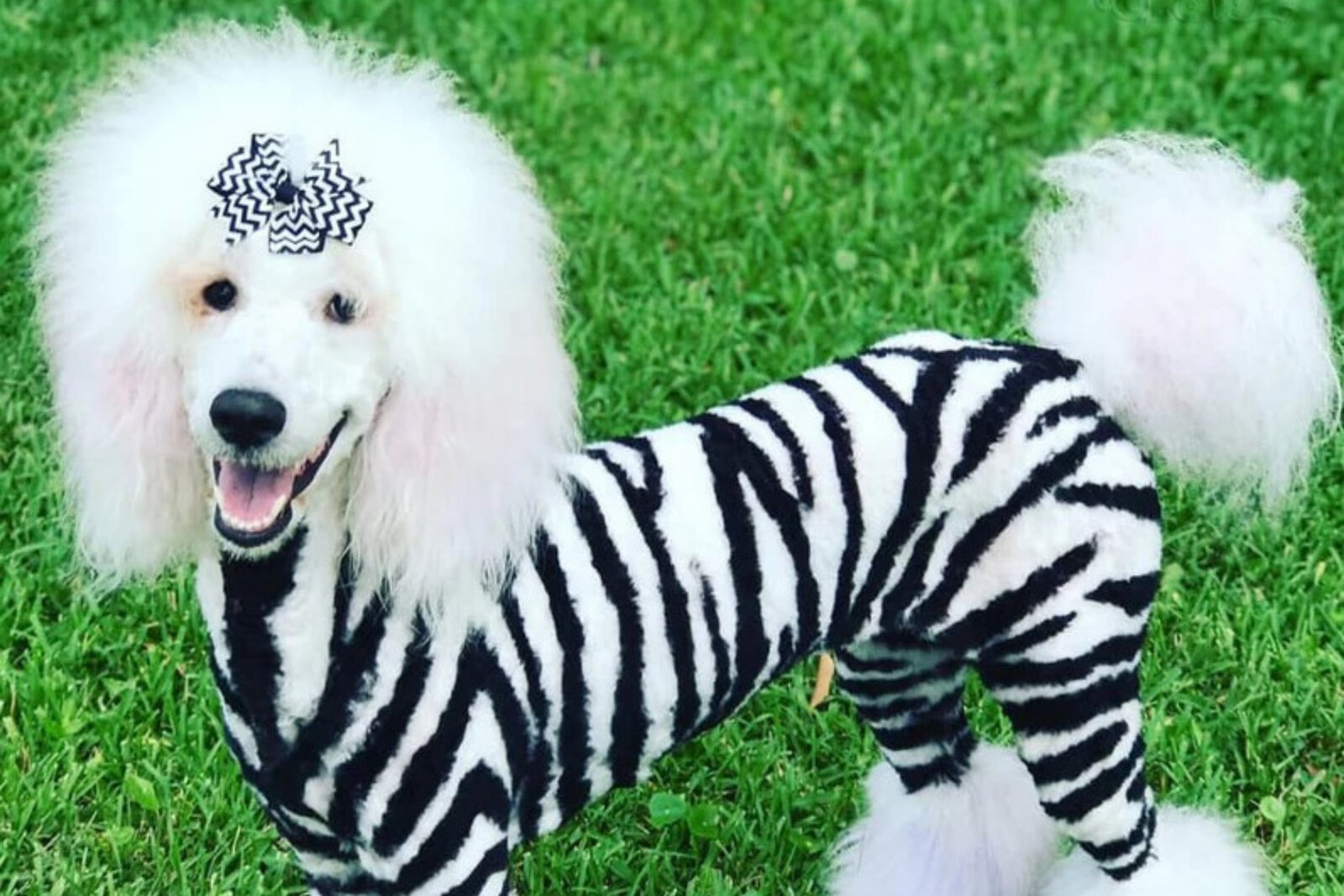 Mascotas