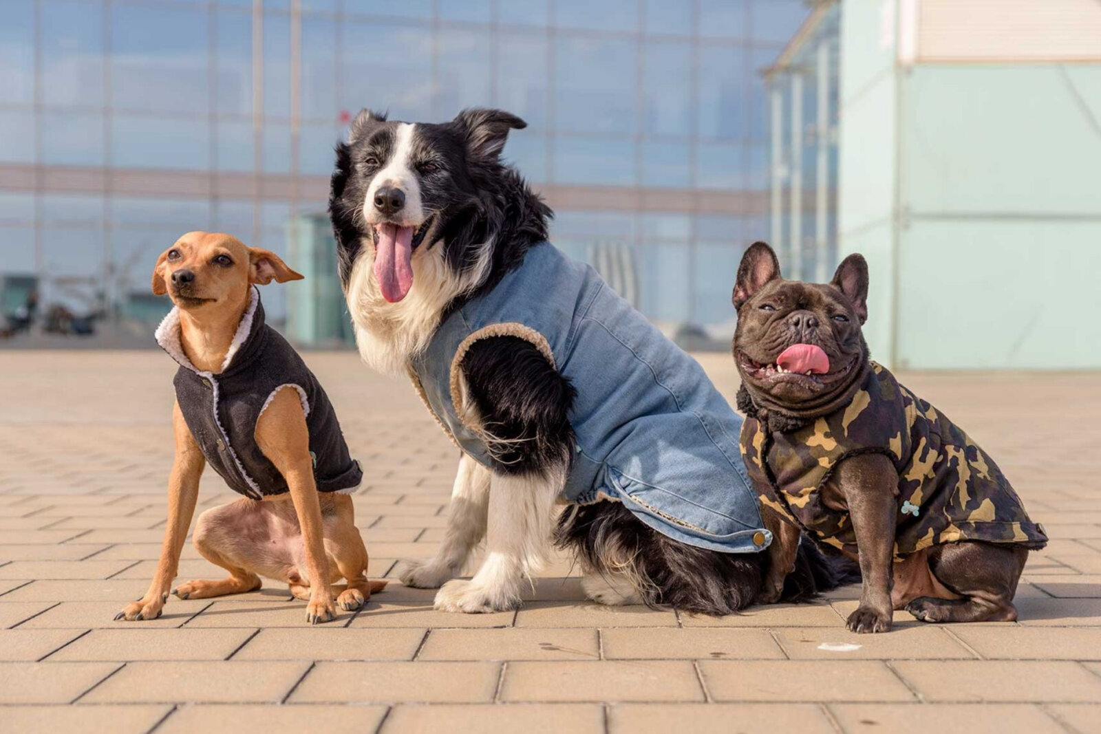Mascotas