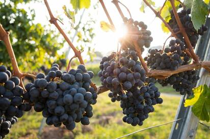 La Gran Vendimia de Parras, un encuentro con tradición y vino para causas nobles