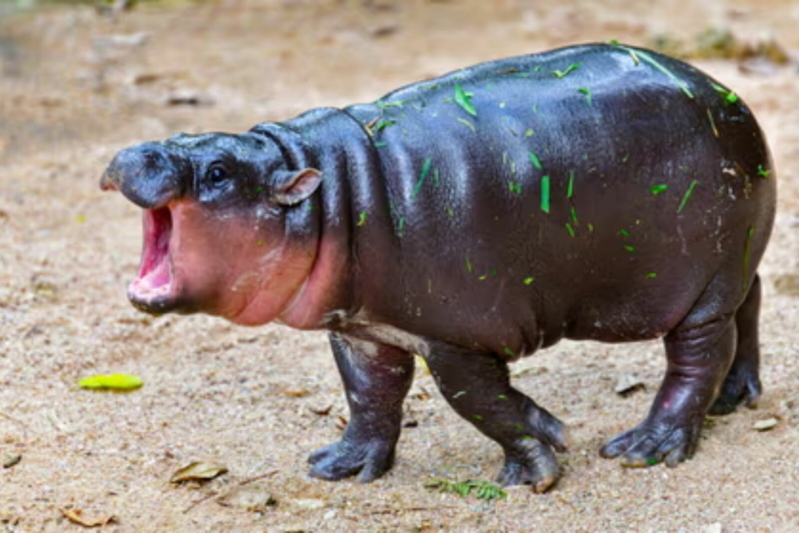 Moo Deng