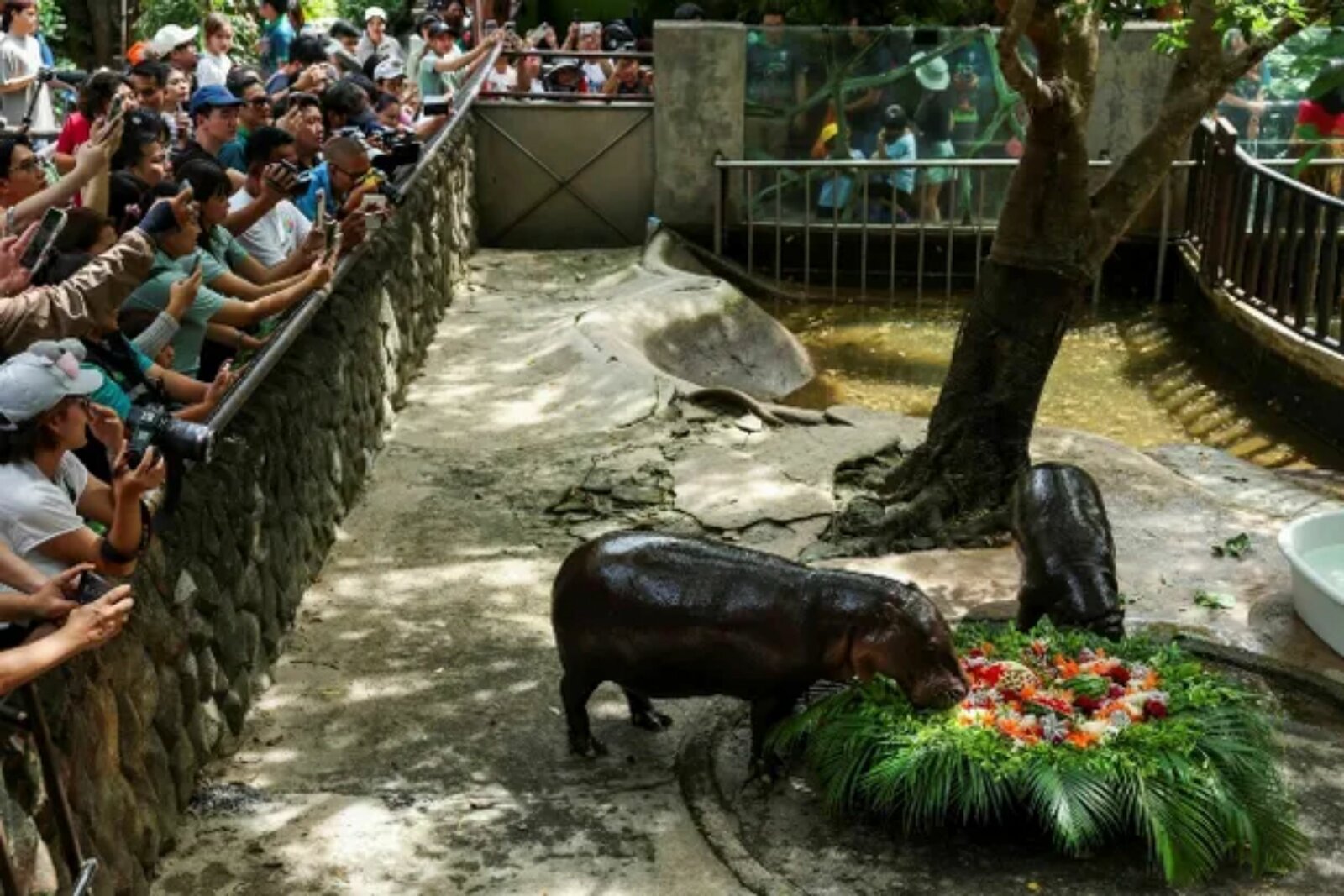Moo Deng
