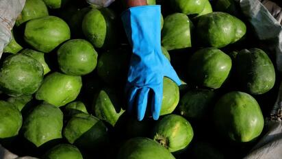 CBP halla droga oculta en camión con papayas