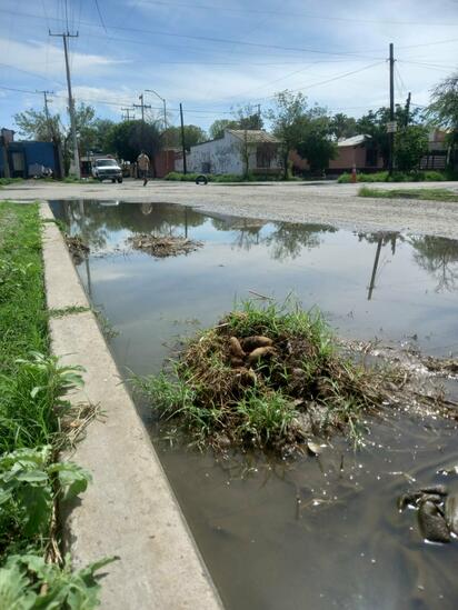 IMSS insiste en la prevención del dengue por lluvias