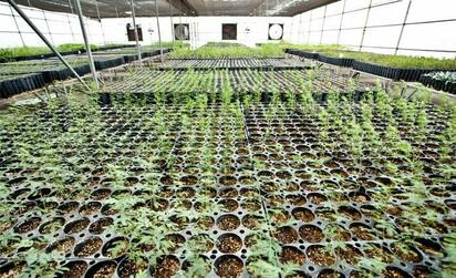 Ordenan captura de presunto ladrón por robo a vivero de la empresa Micare en Nava
