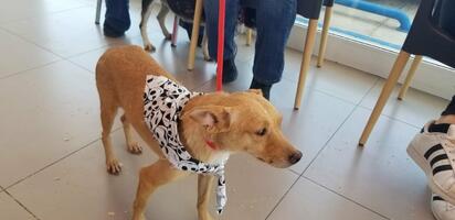 Protección animal impulsa adopciones en Piedras Negras