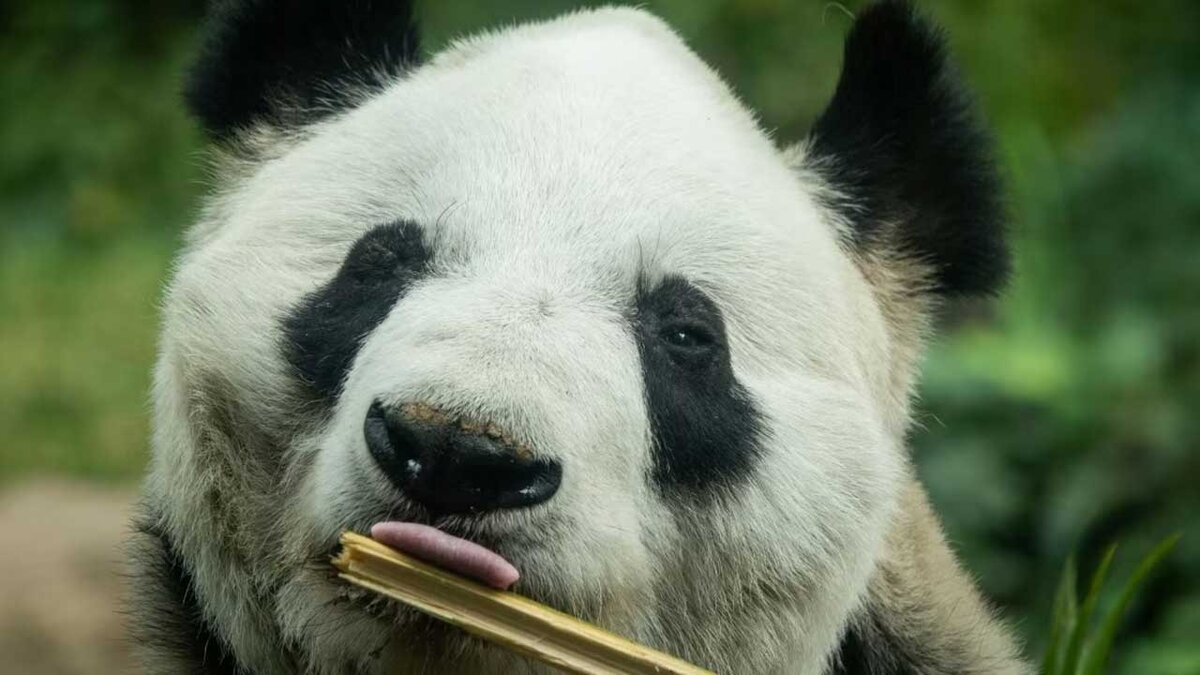 Zoológico