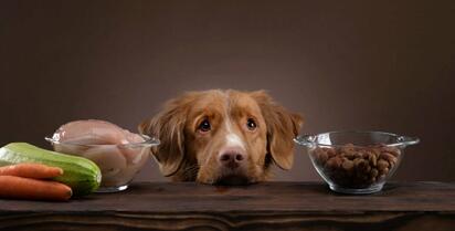  Croquetas vs. alimentación natural: ¿Qué es lo mejor para tu perro?