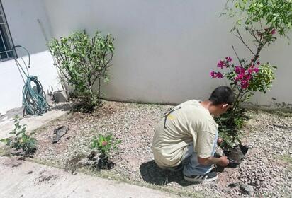 Personas sancionadas realizan reforestación como servicio comunitario en Torreón