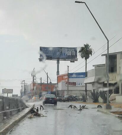 Fuertes vientos y tormenta eléctrica azotan Monclova; caen árboles y hojas de palma en el bulevar Pape