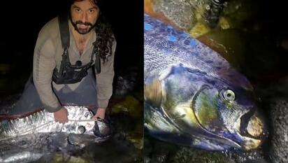 Captan a dos peces remo en Baja California Sur y se viraliza en TikTok: ¿Presagio de desastre natural?