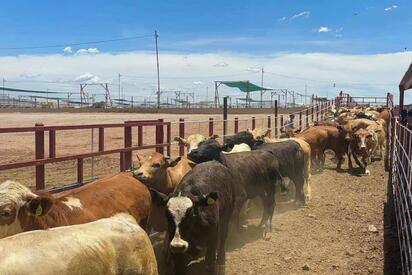 Agricultura impulsa ganadería sustentable libre de deforestación