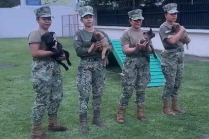 Semar prepara equipo canino para el Mundial 2026 en México