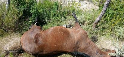 Ejidatario denuncia matanza de caballos por presuntos cazadores furtivos en Guadalupe Victoria