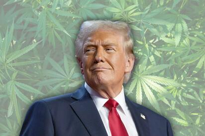 Trump considera reclasificar la marihuana como droga menos peligrosa