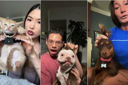 Trend “24k Gold Labubu” en TikTok: mascotas se vuelven virales