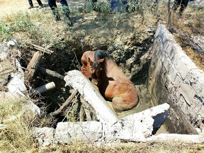 Caballo cae en excavación profunda en Nueva Rosita y provoca movilización de cuerpos de auxilio locales.