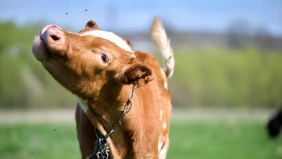 Avanza acuerdo SADER-USDA contra gusano barrenador
