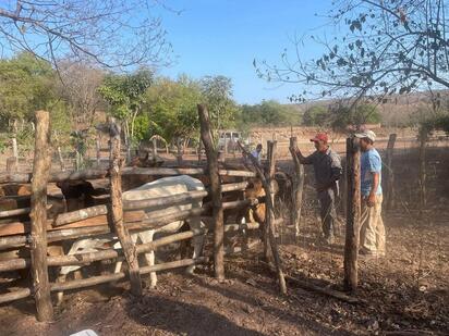 Autoridades implementan vigilancia en ranchos tras brote bacteriano