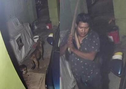 Brutal ataque contra perrita en Praderas del Sur desata indignación y clamor de justicia