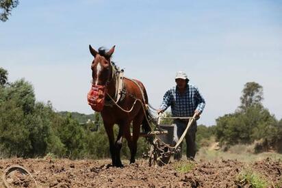 Acaparamientos de tierras ejidales afectan a productores