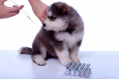 Parvovirus canino aumenta este año en la Región Carbonífera