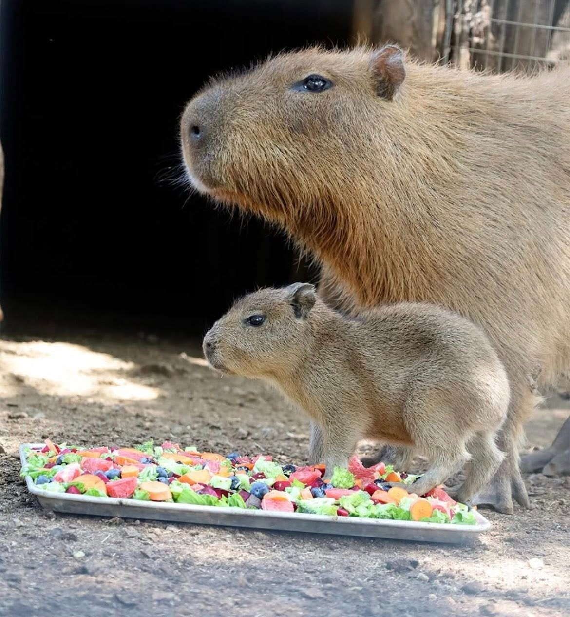 capibara