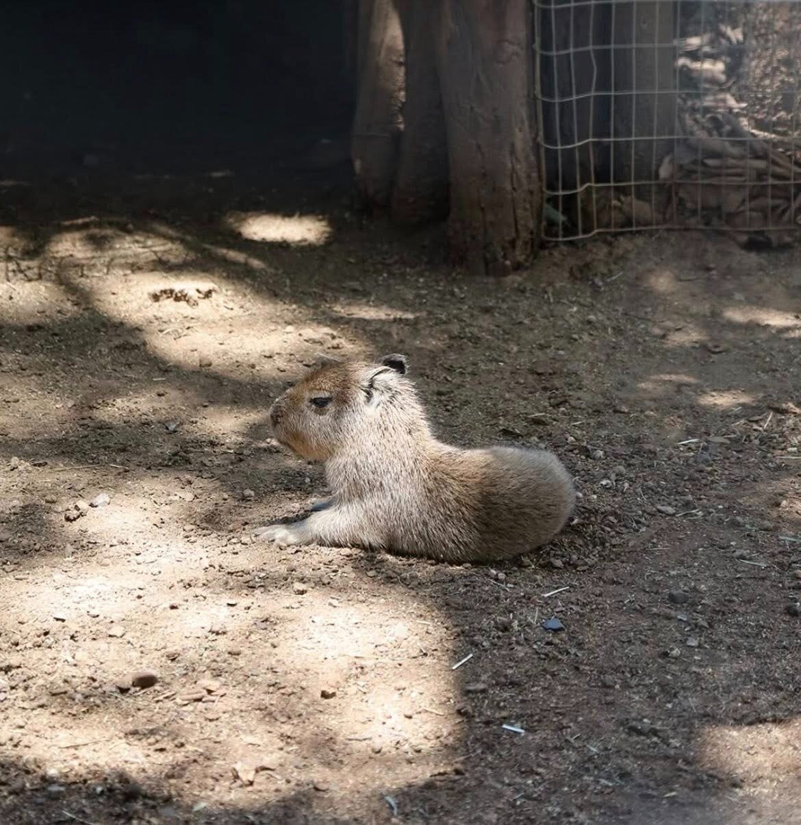 capibara