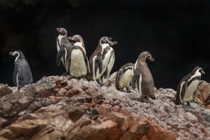 Hallan más de 900 pingüinos muertos en playas de Brasil