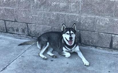Rescatista alerta sobre aumento de perros husky abandonados  