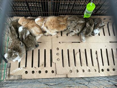 Venta de animales persiste en la Zona Centro de Monclova pese a prohibición