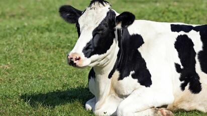 Salud Jalisco confirma que una vaca transmitió rabia a hombre fallecido en Colima