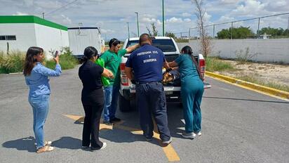 Bomberos de Monclova rescatan a perrita callejera y sus cachorros
