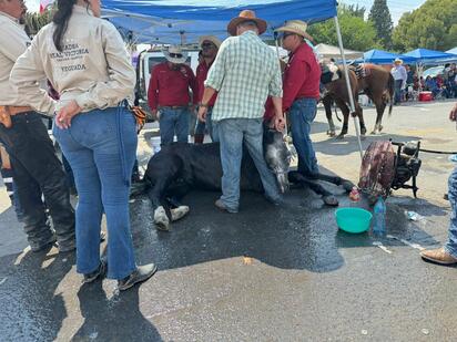 Caballo colapsa por golpe de calor durante cabalgata en Sabinas