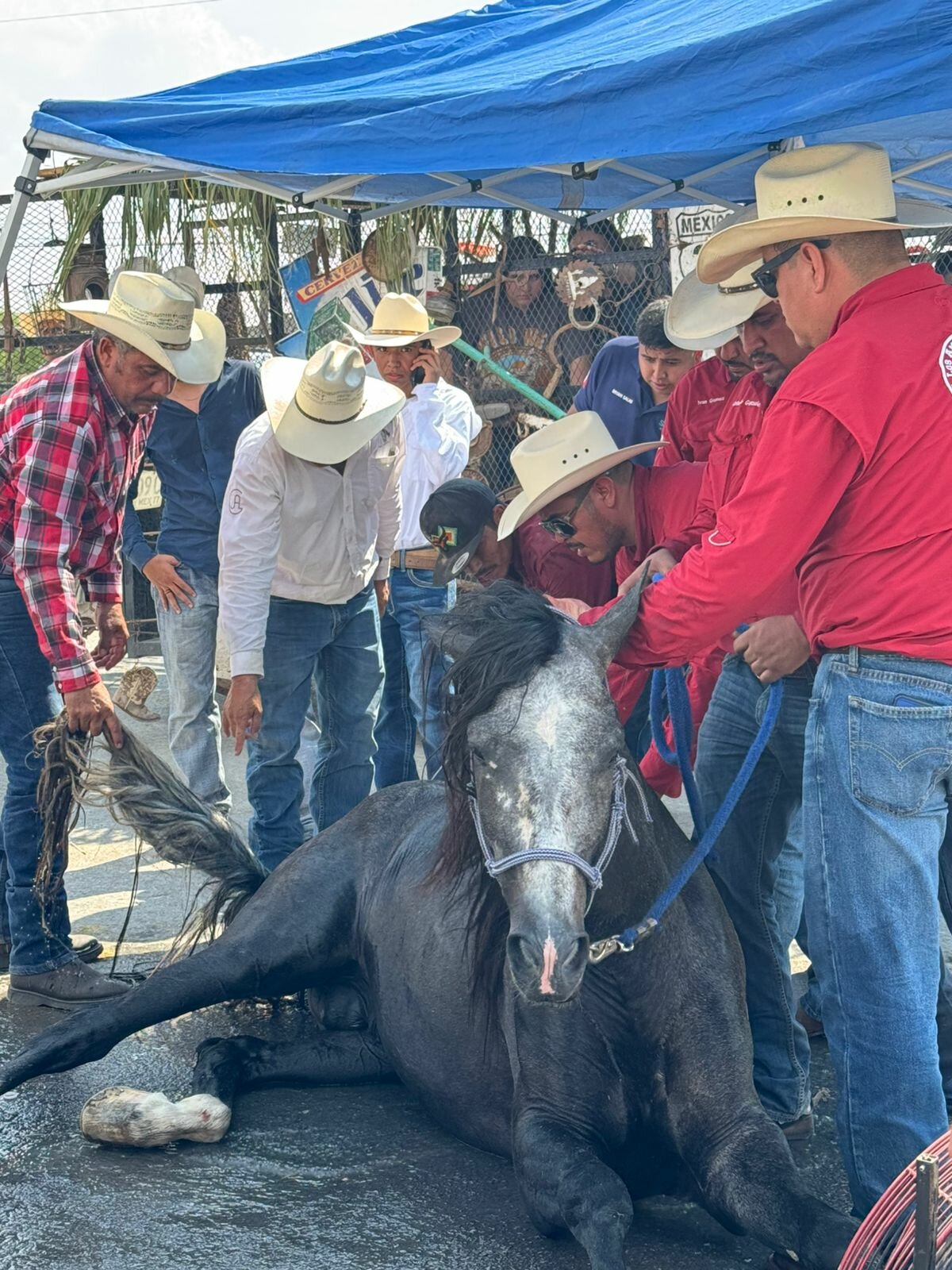 Cabalgata