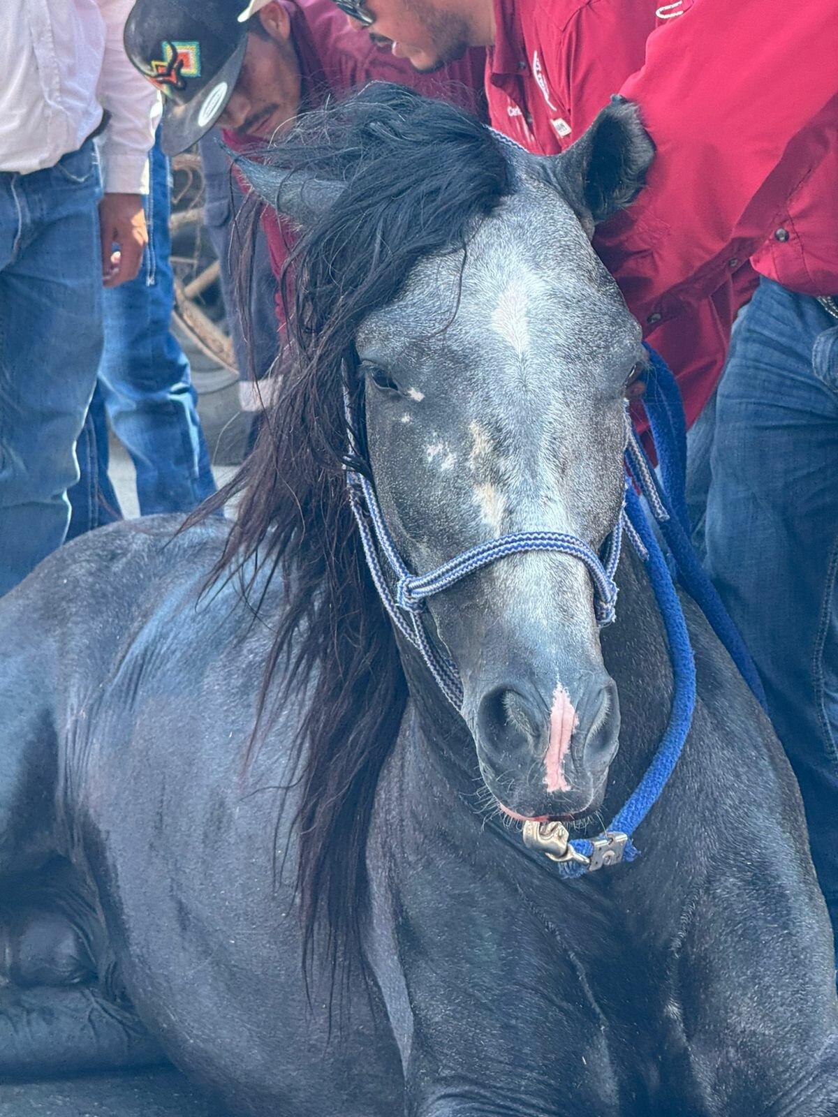 Cabalgata